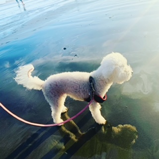 Sqweeks the dog